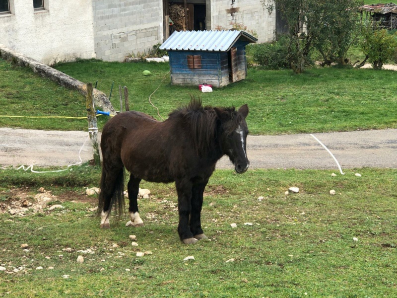 HAVANE - OI poney  née en 1995 - adoptée en mars 2014 par dona carlota - Page 3 39578711