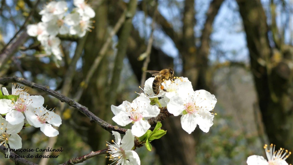 LES UNES DE MARS & AVRIL 2019... Abeill11