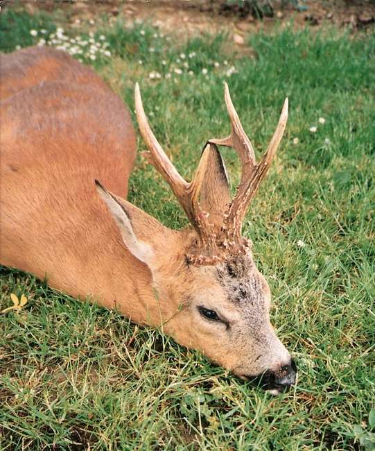 Mues de cerfs ou de chevreuils - Page 5 Alb1710