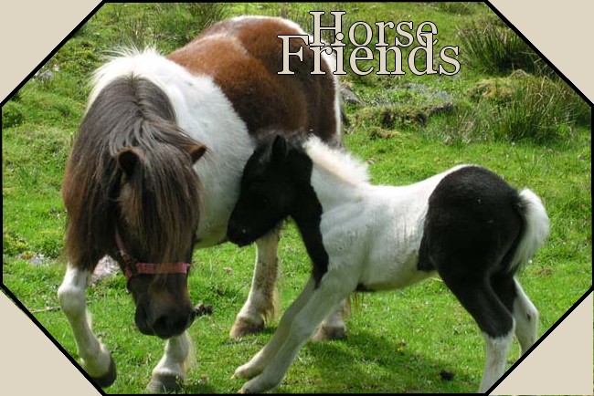 Horse Friends