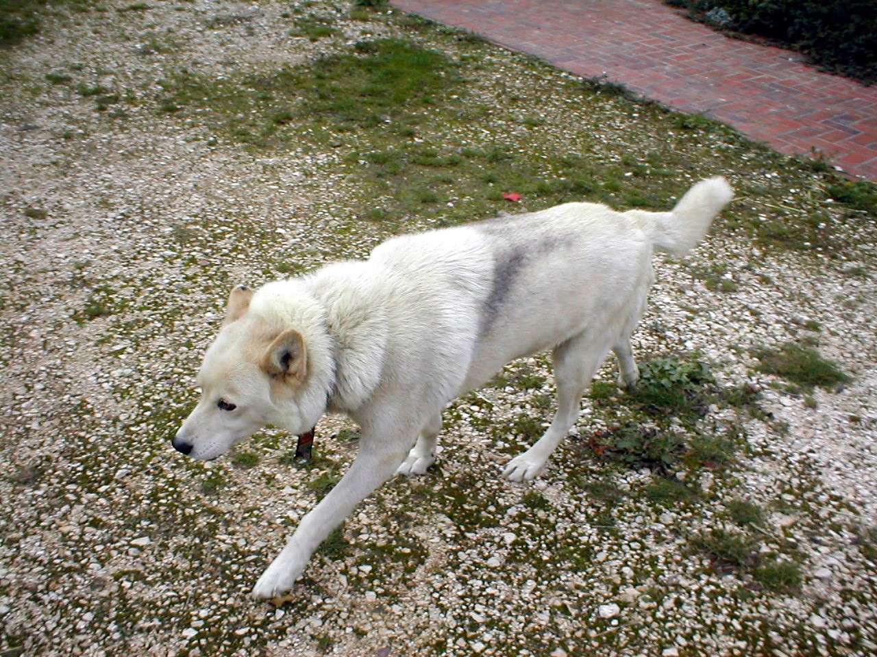 le chien alaskan qu'est ce que c'est ?? - Page 2 Pb020110