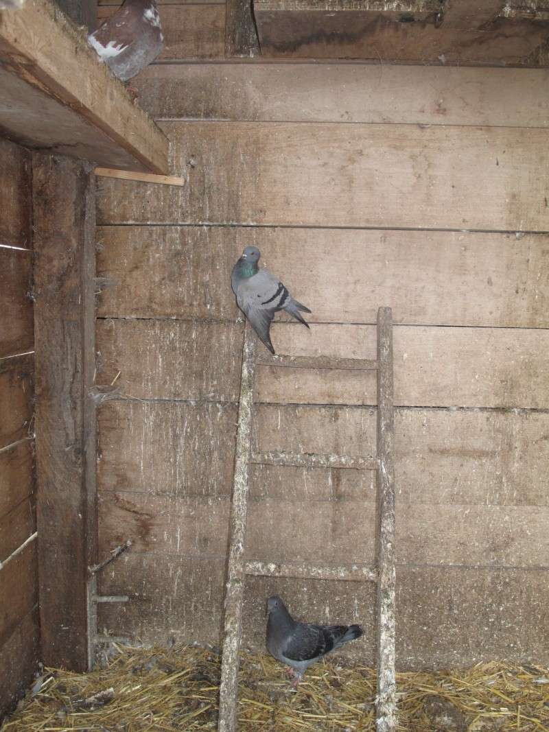 sos pigeon [adopté  Img_4911