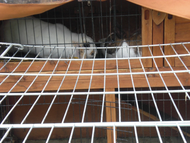 lapine bélier 3/4 ans à Caen Lapine22