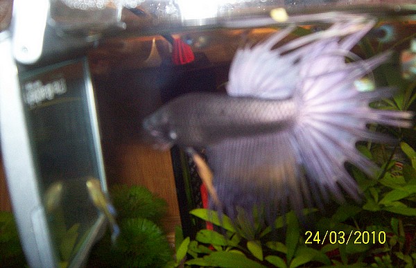 Mon betta 103_0214