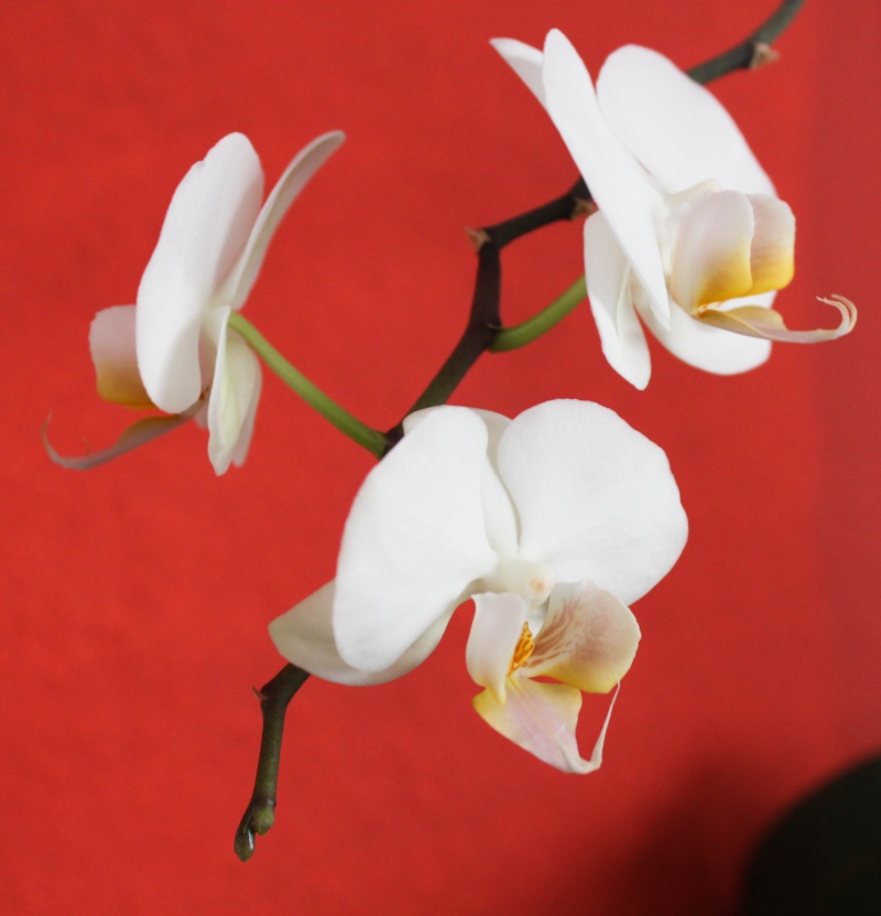 orchidée Img_0211