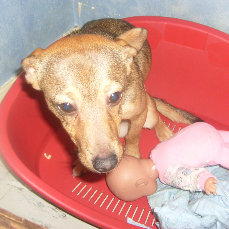 Diego, petit PINSCHER mâle de 9 mois ADOPTE (RP) Diego10