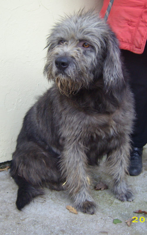 17 - Jerry joli griffon gris cendré 5 ans au Refuge de Saintes Jerry110