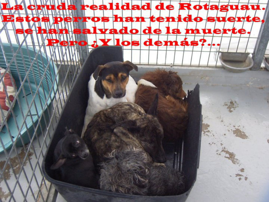 ROTAGAU, 24 chiens vont être sacrifiés, HELP ! Lareal11