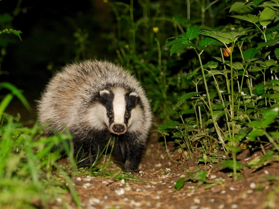 LES ANIMAUX DE LA FORET Autres10