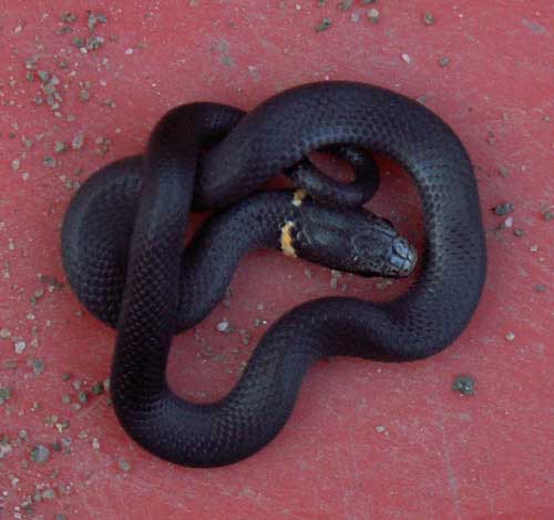 Identification d'un serpent. Couleu14