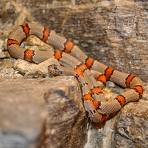LES SERPENTS.... Images44