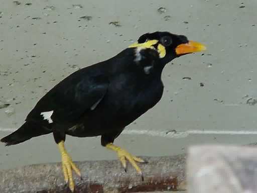Oiseau Ajonc 15 Septembre Trouvé Par Sylvie