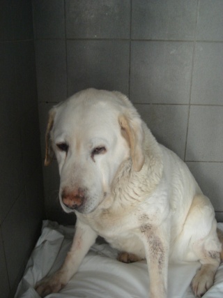 PISTACHE, femelle Labrador 10 ANS - tumeur à la mâchoire Lab10