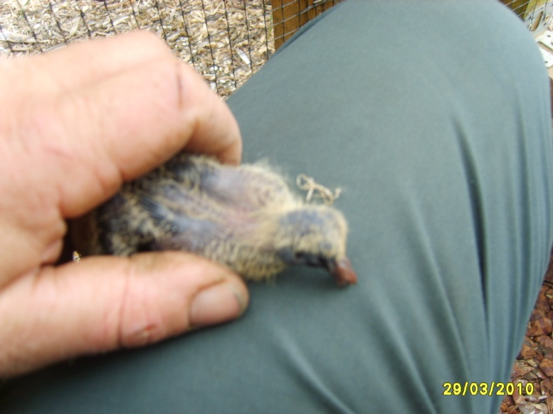 TORTORA LIMONE O A FACCIA BIANCA (Aplopelia larvata) S8005412