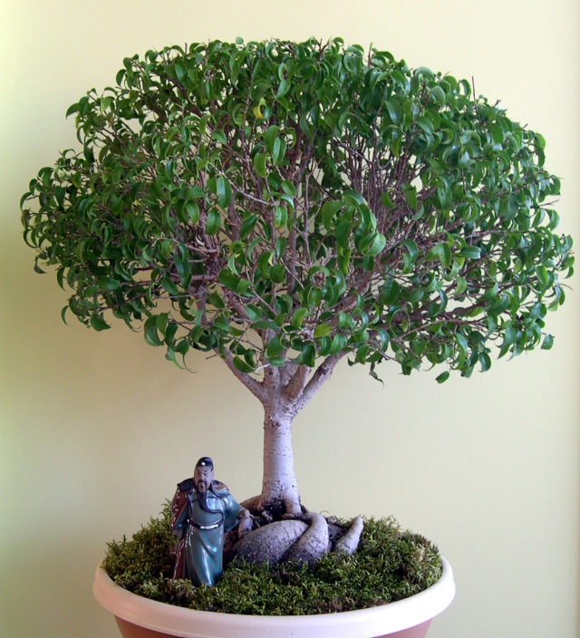 Une de nos passions: les bonsaïs Dscn2610