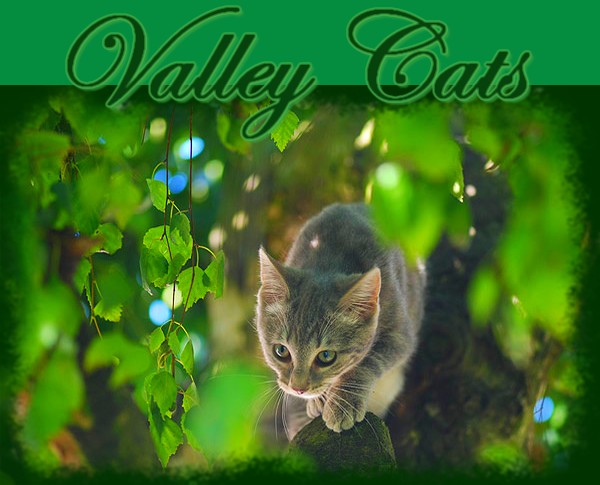 Valley Cats