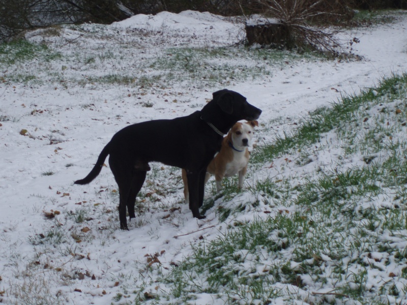 Nos chiens dans la neige!  Pc190110