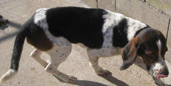 BALTO, croisé beagle/épagneul mâle, 4 ans (79) Balto10
