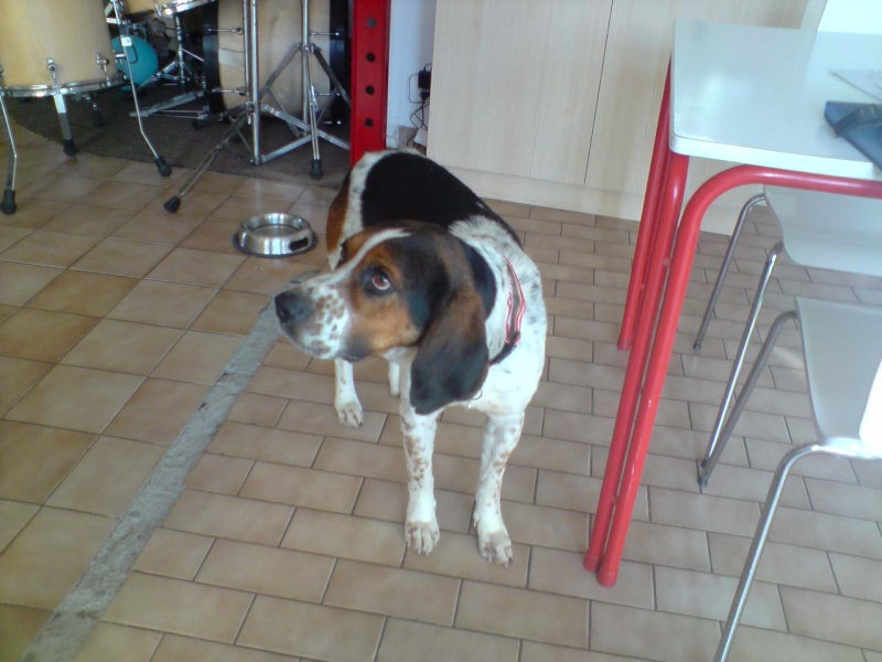 BALTO, croisé beagle/épagneul mâle, 4 ans (79) Balto_10