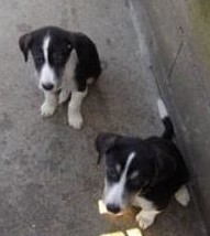 FoLK id 250268720008420 et fanzy id 250269801671456 chiots nés 1/12/2010 en accueil   (44) Chiots11