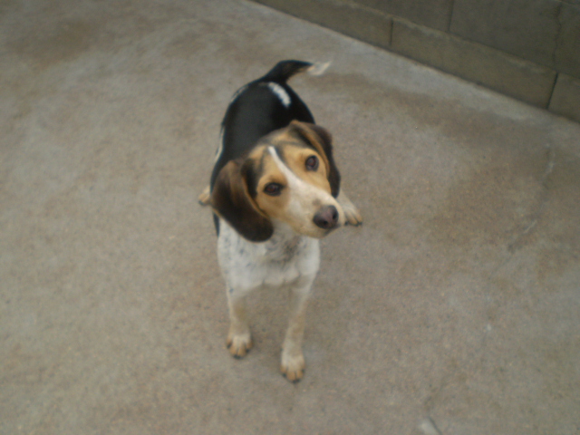 79 - EIRIN (DONIA) croisée beagle/jack 10 mois ... va partir en FA Croisa21