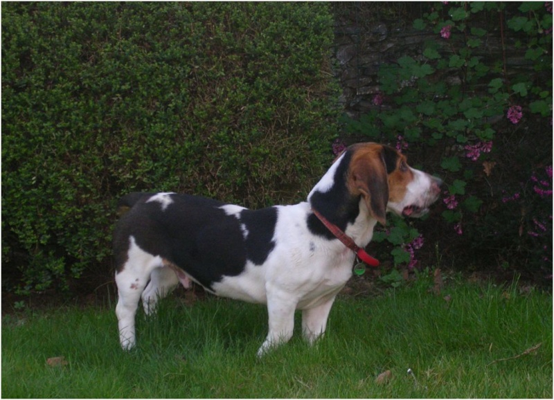 Elton - croisé basset - mâle - 2 ans - 49 Elton410