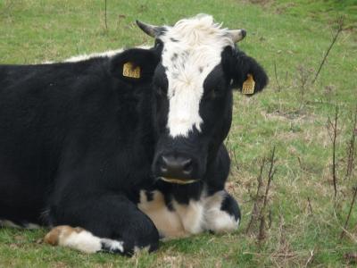 NOLWEEN jeune vache  3 ans   Nolwee10