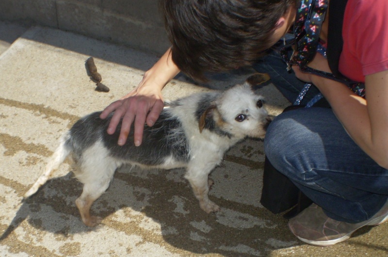 79 -  FIRMINE, petite mamie ratière, 10 ans de fourriere en FA P6030014