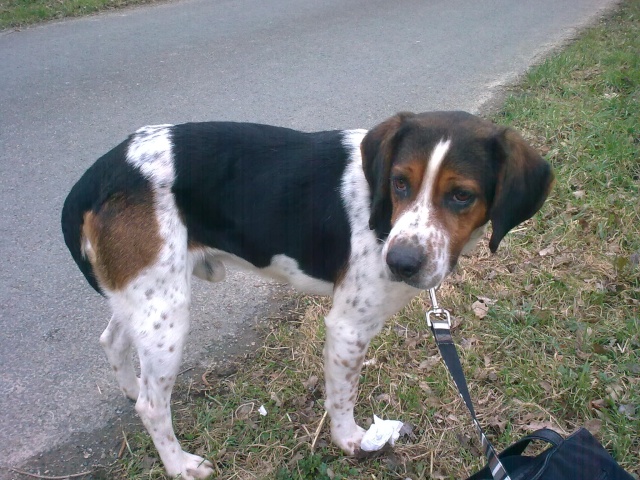 BALTO, croisé beagle/épagneul mâle, 4 ans (79) Photo010