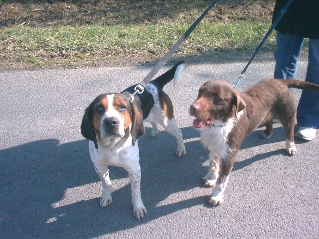 BALTO, croisé beagle/épagneul mâle, 4 ans (79) Photo013