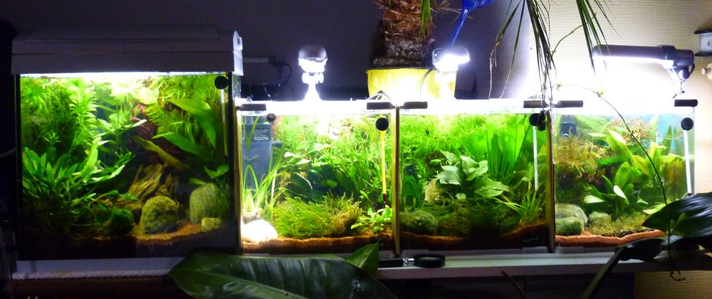 mes nanos- jungles ! Bacs0310