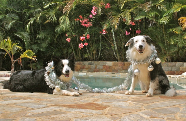 Concours photos - Nos border Collie et Noël - date limite 23 décembre - Page 3 Img_7210