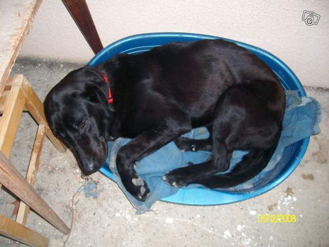 urgent pour cette fifille TN/beauceron Chien111