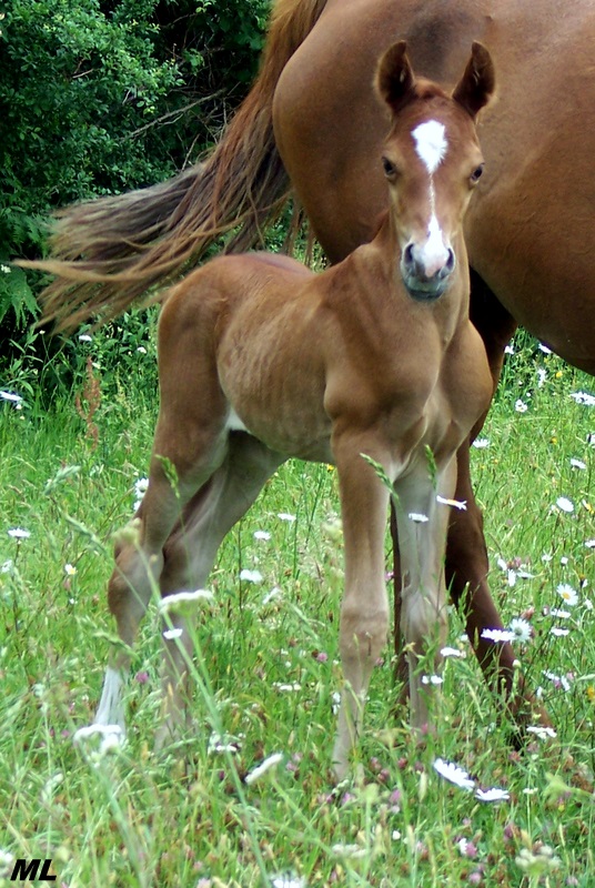 Orient Arabians - 2010 01062013