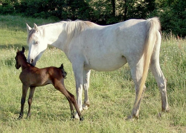 gestation courte? (teste bandelettes qui recule?) Abiwan10