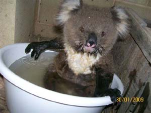 Trop mignon !! Koala-13