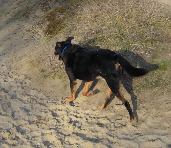 MAX dans les dunes (24 fvrier 2010) Prom-f35