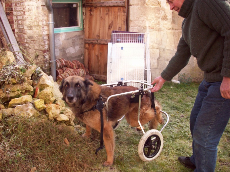 URGENCE euthanasie Malinois (m) 7 ans, maltrait et paralys pattes arrires - SAUVE - Rocky10