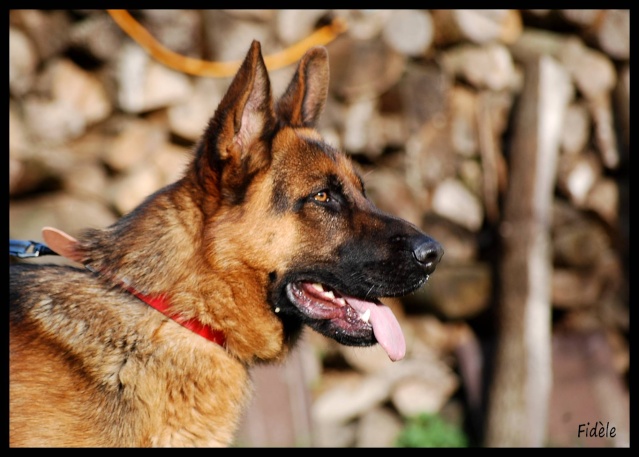 Jeune Berger allemand LOF du Domaine de Normont 01910