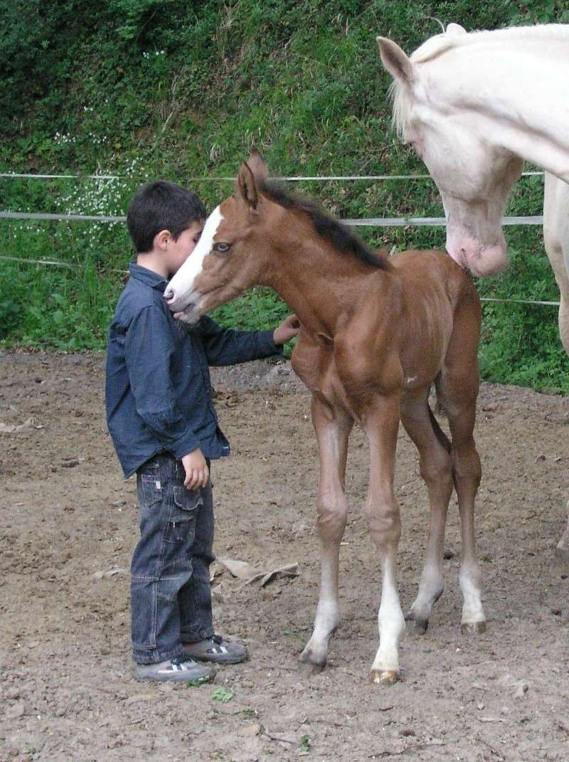 ANARION EQUI'REV poulains 50 % PRE pie Isabelle overo deux yeux bleux Anario12