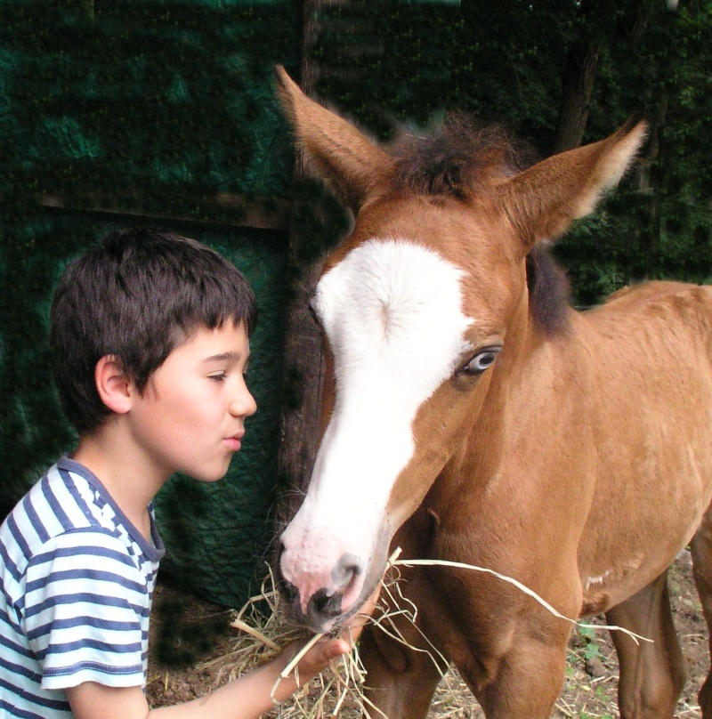 ANARION EQUI'REV poulains 50 % PRE pie Isabelle overo deux yeux bleux Anario18