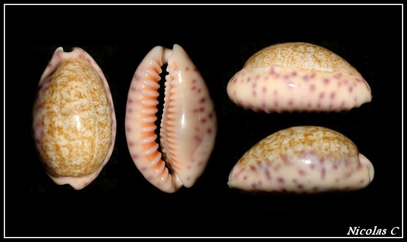 Ovatipsa chinensis variolaria (Lamarck, 1810) Forum11