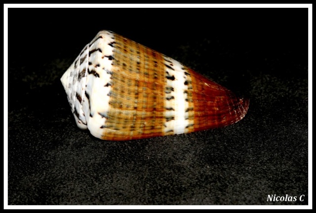 Conus (Rhizoconus) capitaneus   Linnaeus, 1758 Img_7831