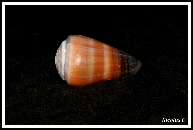 Virgiconus flavidus (Lamarck, 1810) Img_8124