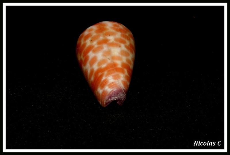 Conus (Tesselliconus) tessulatus   Born, 1778 Img_8128