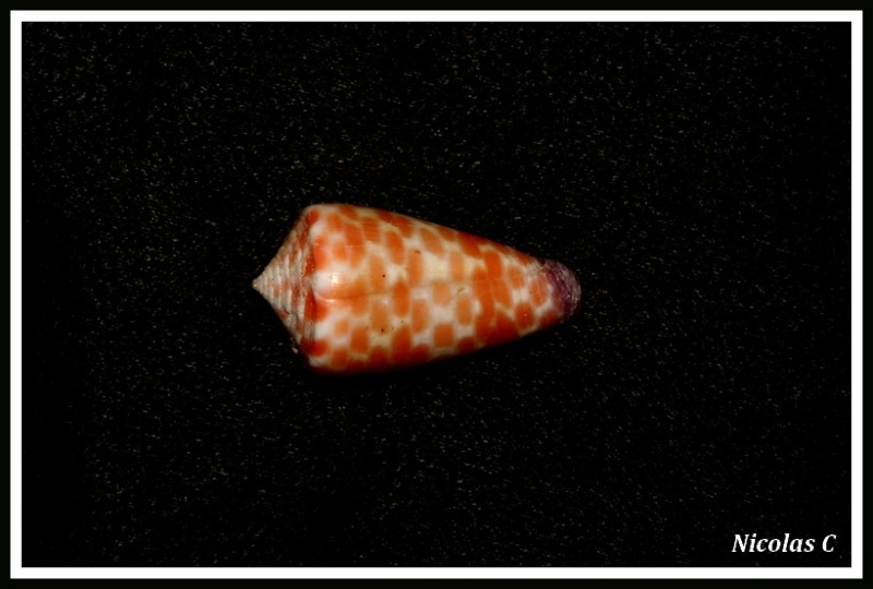 Conus (Tesselliconus) tessulatus   Born, 1778 Img_8131