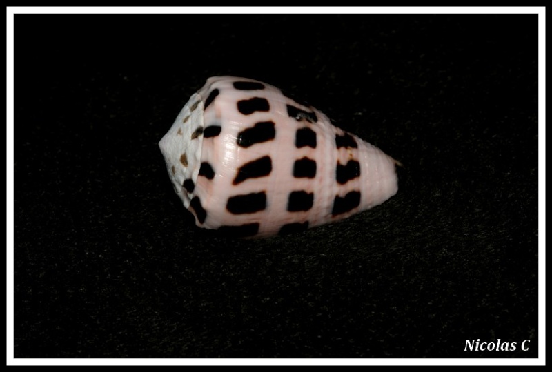 Conus (Virroconus) ebraeus (Linné, 1758) Img_8211