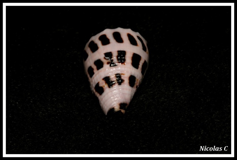 Conus (Virroconus) ebraeus (Linné, 1758) Img_8212