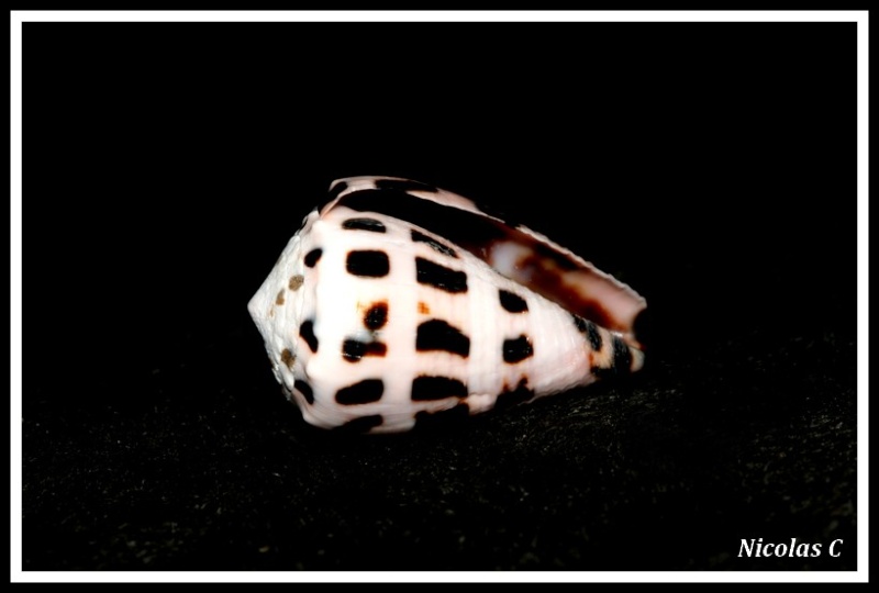 Conus (Virroconus) ebraeus (Linné, 1758) Img_8214