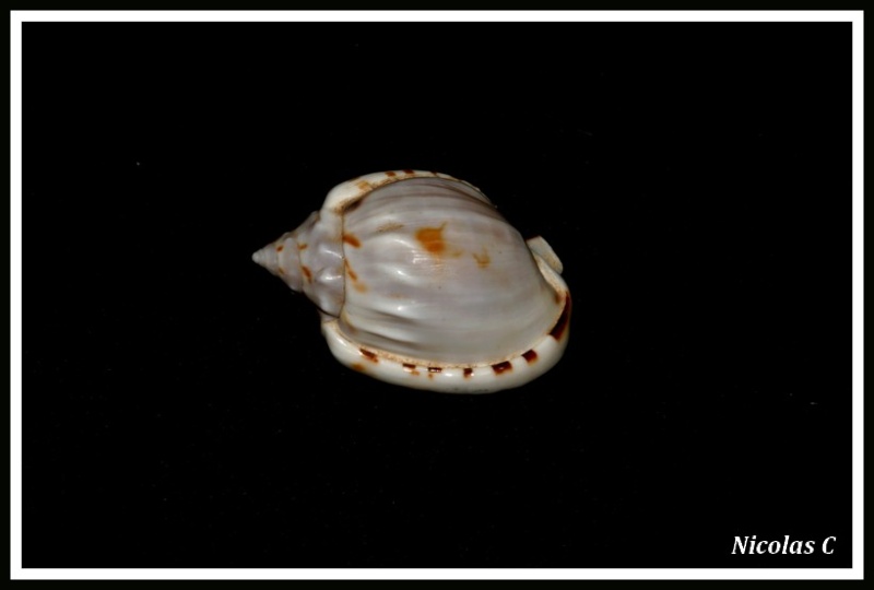 Casmaria ponderosa (Gmelin, 1791) Img_8228
